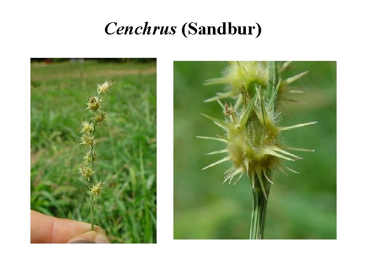 Cenchrus (Sandbur) 