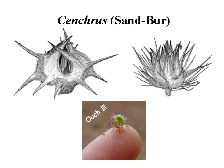 Cenchrus (Sand-Bur) 