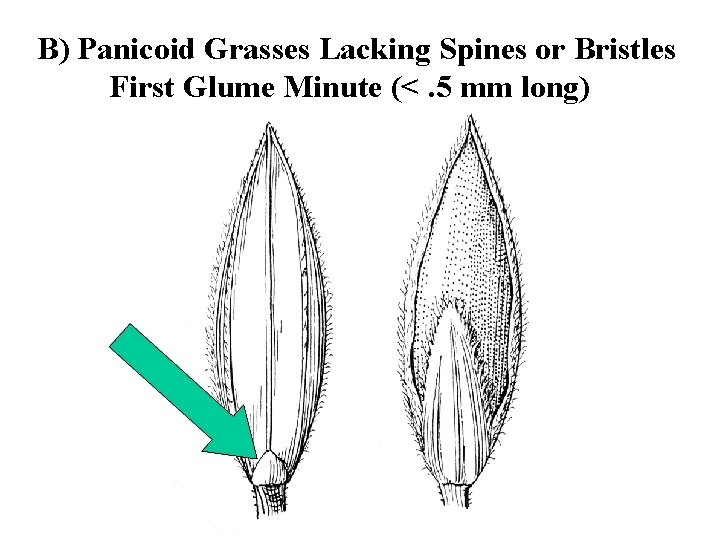 B) Panicoid Grasses Lacking Spines or Bristles First Glume Minute (<. 5 mm long)