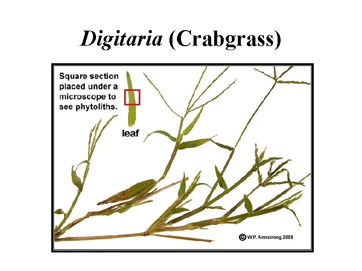 Digitaria (Crabgrass) 