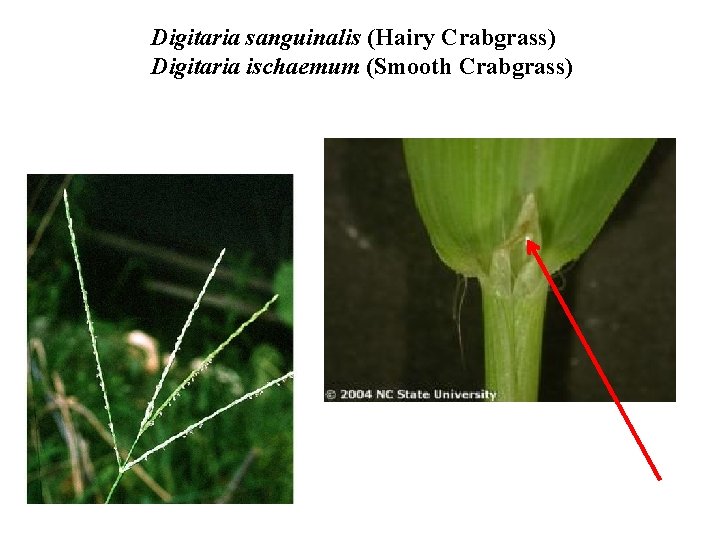 Digitaria sanguinalis (Hairy Crabgrass) Digitaria ischaemum (Smooth Crabgrass) 