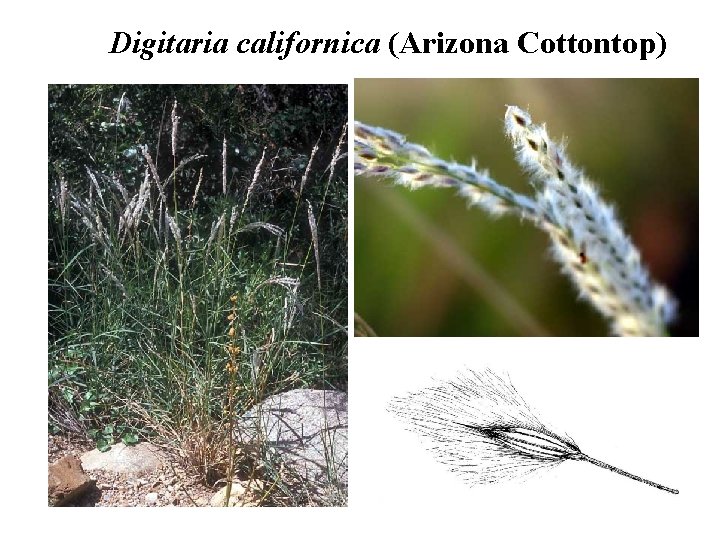 Digitaria californica (Arizona Cottontop) 