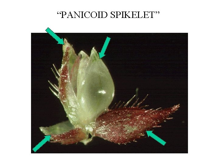 “PANICOID SPIKELET” 