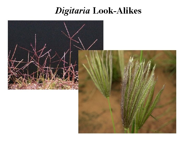 Digitaria Look-Alikes 