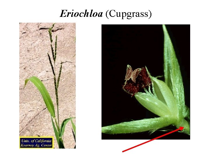 Eriochloa (Cupgrass) 