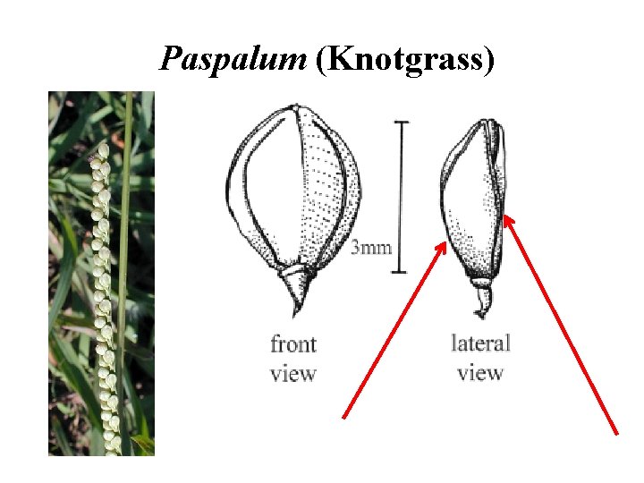 Paspalum (Knotgrass) 