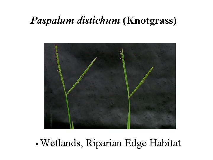 Paspalum distichum (Knotgrass) • Wetlands, Riparian Edge Habitat 