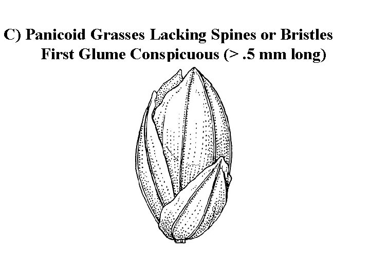 C) Panicoid Grasses Lacking Spines or Bristles First Glume Conspicuous (>. 5 mm long)