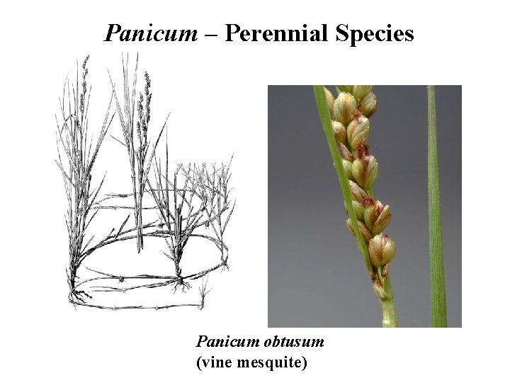 Panicum – Perennial Species Panicum obtusum (vine mesquite) 