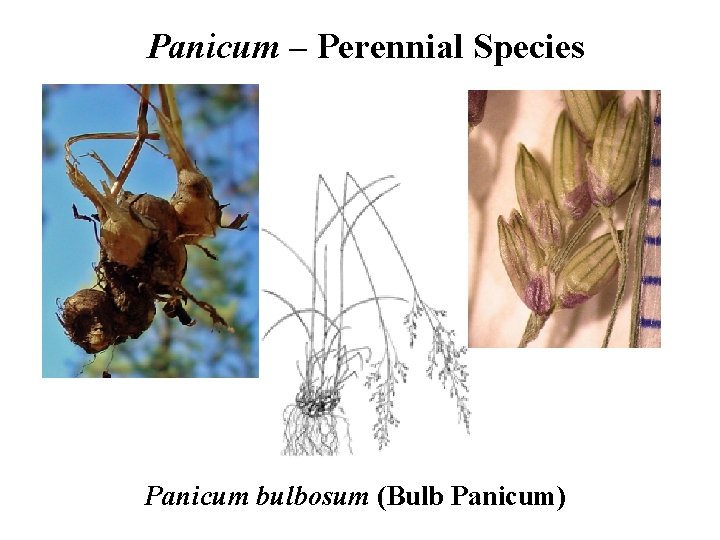 Panicum – Perennial Species Panicum bulbosum (Bulb Panicum) 