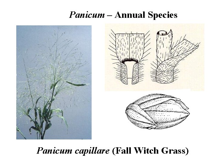 Panicum – Annual Species Panicum capillare (Fall Witch Grass) 