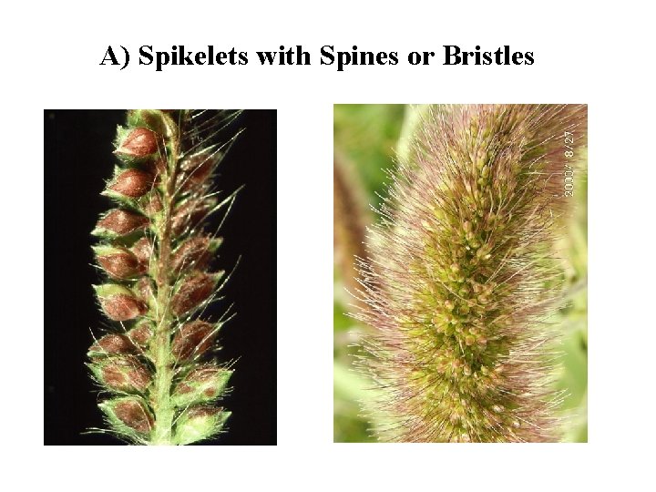 A) Spikelets with Spines or Bristles 