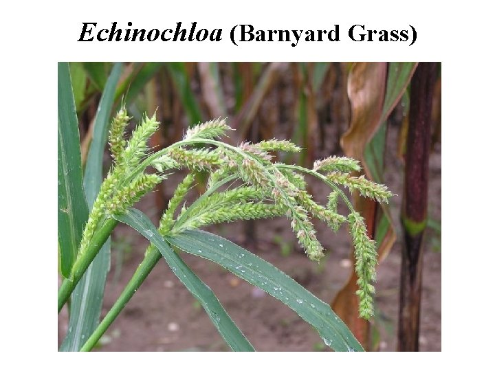 Echinochloa (Barnyard Grass) 