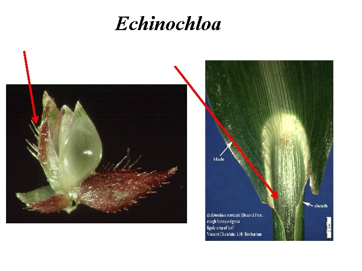 Echinochloa 