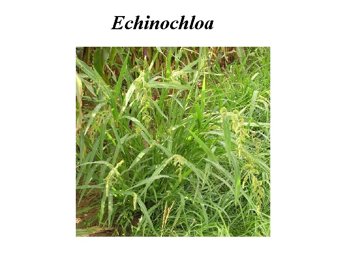 Echinochloa 