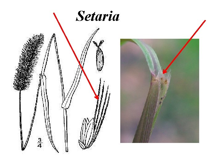 Setaria 