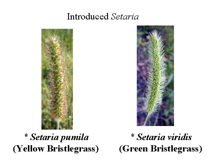 Introduced Setaria * Setaria pumila (Yellow Bristlegrass) * Setaria viridis (Green Bristlegrass) 