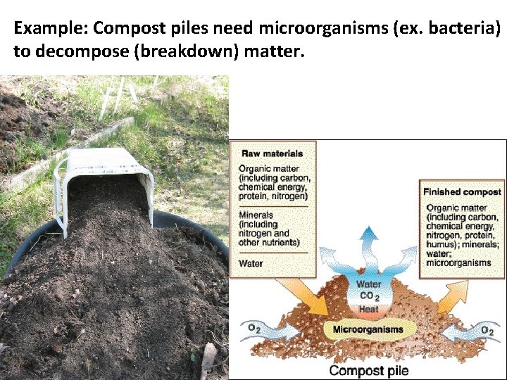 Example: Compost piles need microorganisms (ex. bacteria) to decompose (breakdown) matter. 
