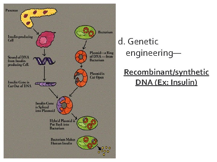 d. Genetic engineering— Recombinant/synthetic DNA (Ex: Insulin) 