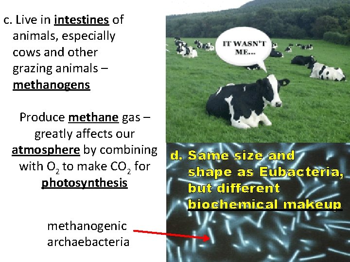 c. Live in intestines of animals, especially cows and other grazing animals – methanogens