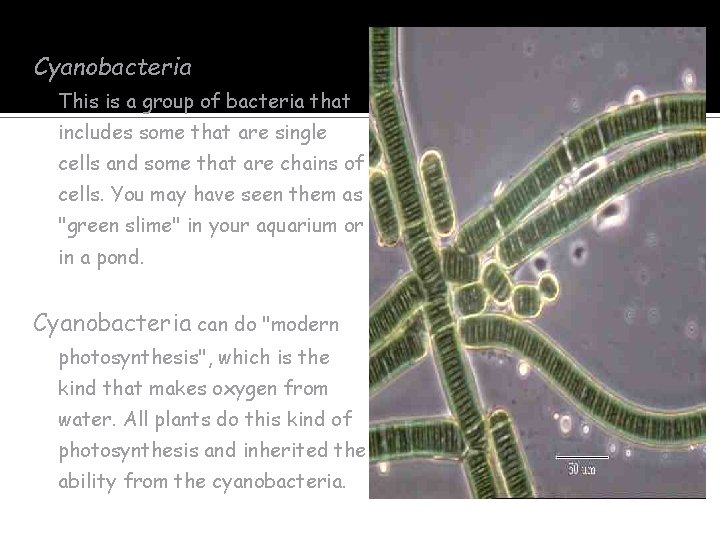 Cyanobacteria This is a group of bacteria that includes some that are single cells