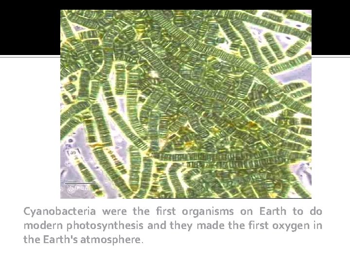 Cyanobacteria were the first organisms on Earth to do modern photosynthesis and they made