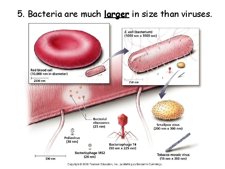 5. Bacteria are much larger in size than viruses. 