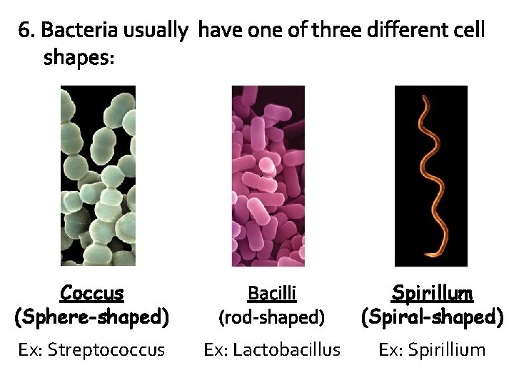 6. Bacteria usually have one of three different cell shapes: Coccus (Sphere-shaped) Bacilli (rod-shaped)