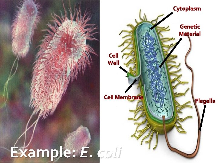 Cytoplasm Genetic Material Cell Wall Cell Membrane Example: E. coli Flagella 