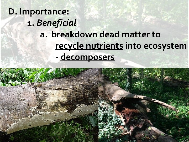 D. Importance: 1. Beneficial a. breakdown dead matter to recycle nutrients into ecosystem -