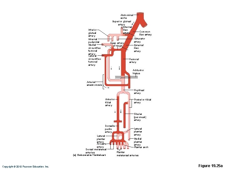 Abdominal aorta Superior gluteal artery Internal iliac artery Inferior gluteal artery Internal pudendal Medial