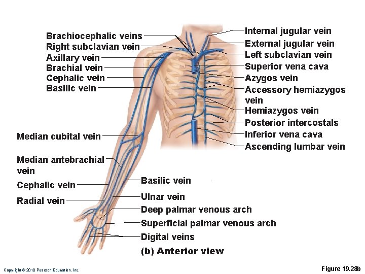 Brachiocephalic veins Right subclavian vein Axillary vein Brachial vein Cephalic vein Basilic vein Median