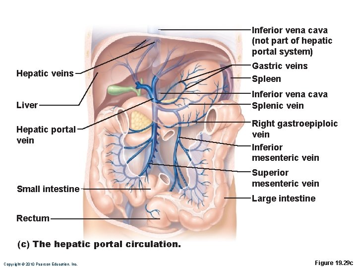 Inferior vena cava (not part of hepatic portal system) Hepatic veins Liver Hepatic portal