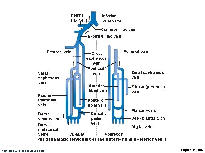 Internal iliac vein Inferior vena cava Common iliac vein External iliac vein Femoral vein