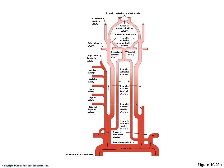 R. and L. anterior cerebral arteries R. middle cerebral artery Ophthalmic artery Superficial temporal