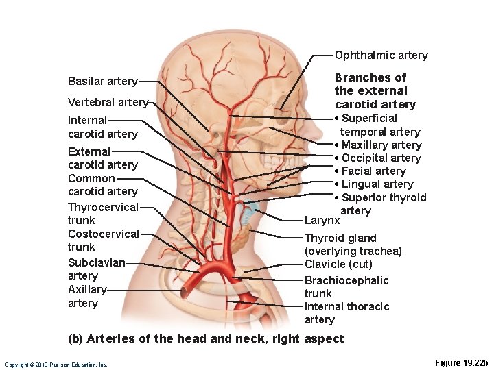 Ophthalmic artery Basilar artery Vertebral artery Internal carotid artery External carotid artery Common carotid