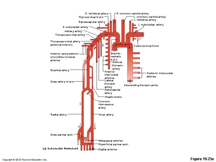 R. vertebral artery Thyrocervical trunk Suprascapular artery R. common carotid artery L. vertebral artery