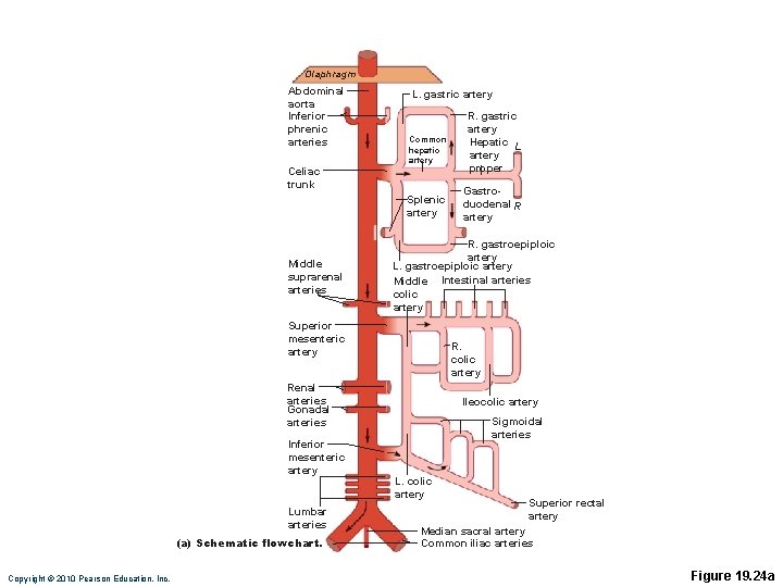 Diaphragm Abdominal aorta Inferior phrenic arteries Celiac trunk L. gastric artery Common hepatic artery