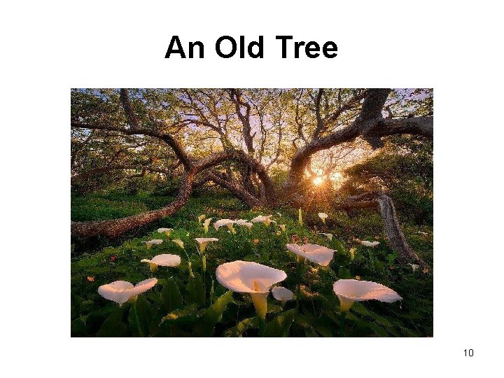 An Old Tree 10 