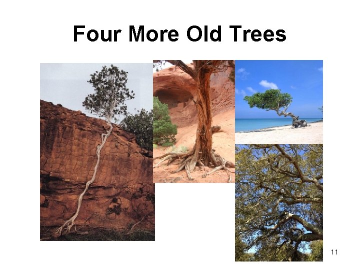 Four More Old Trees 11 