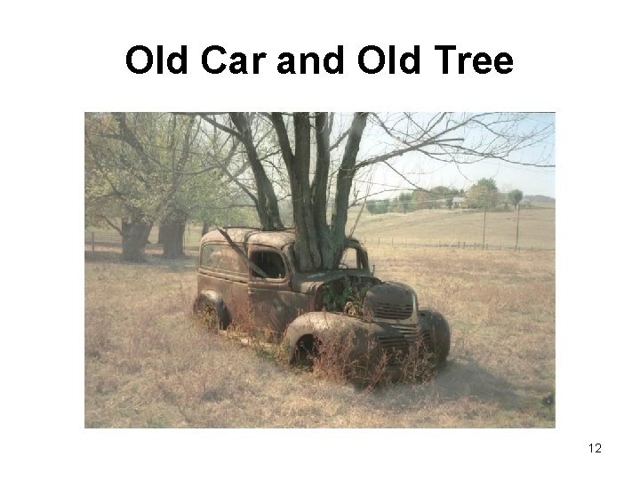 Old Car and Old Tree 12 