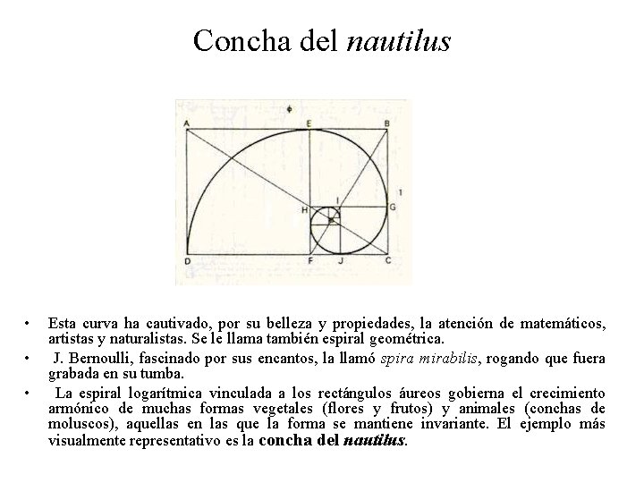 Concha del nautilus • • • Esta curva ha cautivado, por su belleza y