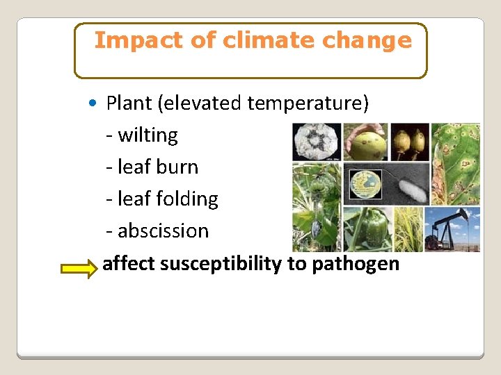 Impact of climate change • Plant (elevated temperature) - wilting - leaf burn -