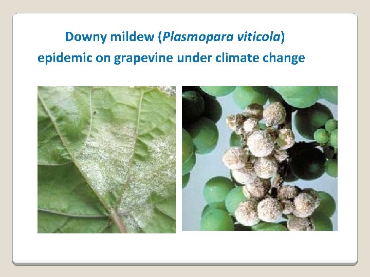 Downy mildew (Plasmopara viticola) epidemic on grapevine under climate change 