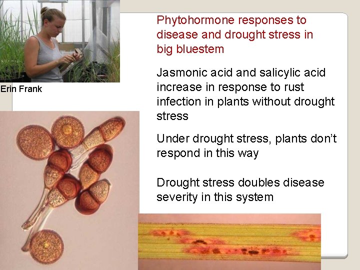 Phytohormone responses to disease and drought stress in big bluestem Erin Frank Jasmonic acid