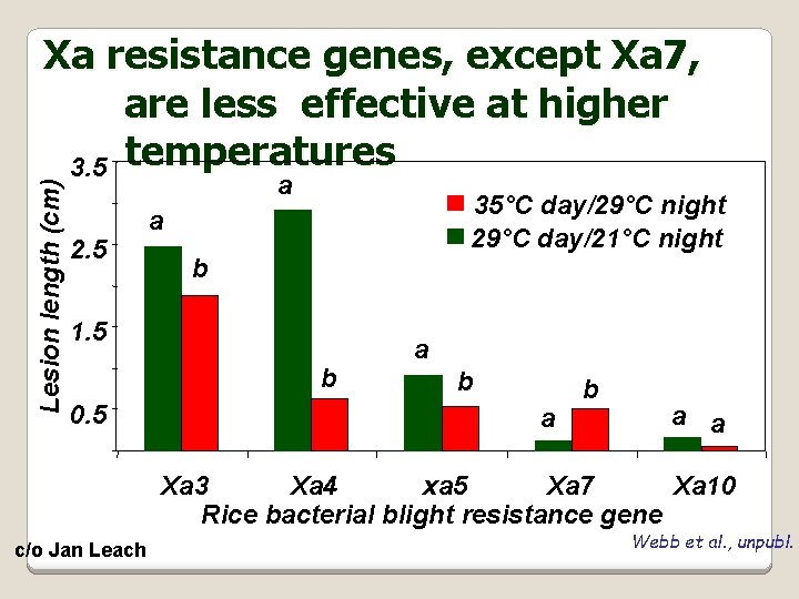 Lesion length (cm) Xa resistance genes, except Xa 7, are less effective at higher