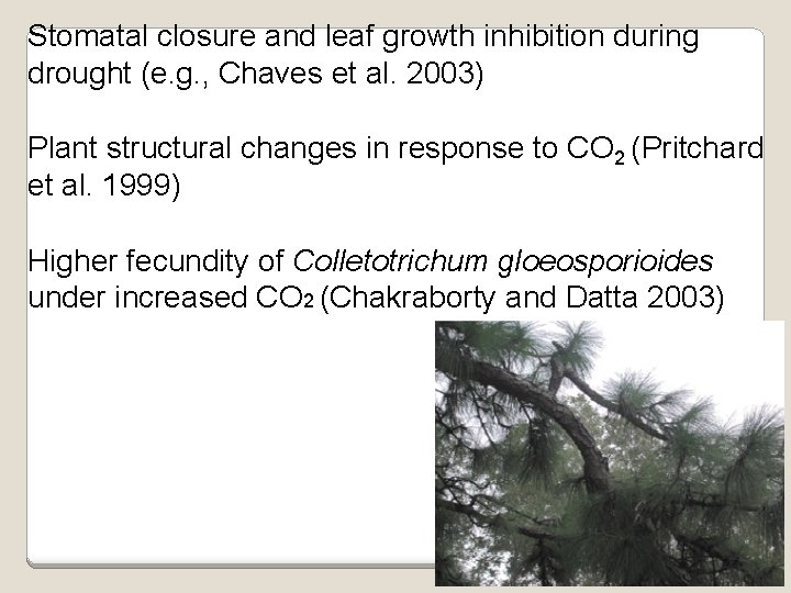 Stomatal closure and leaf growth inhibition during drought (e. g. , Chaves et al.