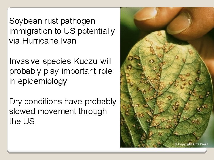 Soybean rust pathogen immigration to US potentially via Hurricane Ivan Invasive species Kudzu will