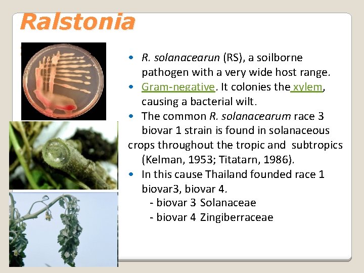 Ralstonia spp. • R. solanacearun (RS), a soilborne pathogen with a very wide host