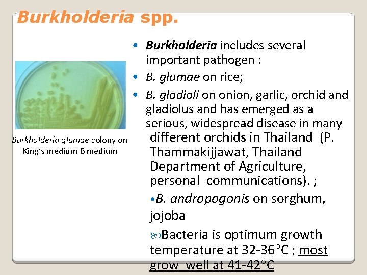 Burkholderia spp. • Burkholderia includes several important pathogen : • B. glumae on rice;